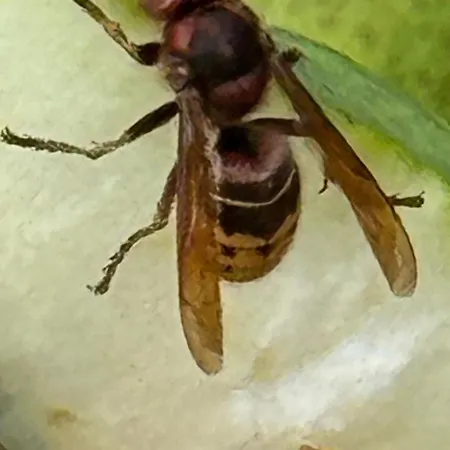 Seeschwalbe 78 Kompassweg Dom wakacyjny *